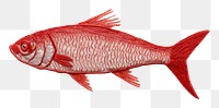 PNG Fish seafood animal goldfish AI generated Image by rawpixel