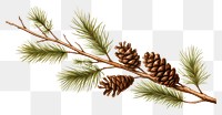 PNG Acorn pine branch plant tree white background. AI generated Image by rawpixel.