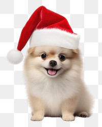 PNG  Dog wearing santa hat mammal animal puppy. AI generated Image by rawpixel.