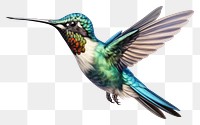 PNG vibrant hummingbird nature beauty