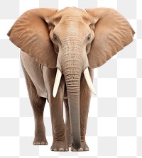 PNG  Elephant african wildlife animal mammal. AI generated Image by rawpixel.