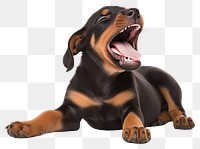 PNG  Happy yawning Dobermann puppy mammal animal dog. AI generated Image by rawpixel.