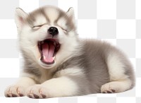 PNG  Happy yawning Siberian Husky puppy mammal animal husky. AI generated Image by rawpixel.