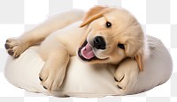 PNG  Happy Golden Retriever puppy pet retriever animal. AI generated Image by rawpixel.