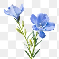 PNG Blue freesia flower blossom petal. AI generated Image by rawpixel.