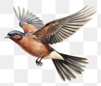 PNG  Chaffinch bird animal flying white background