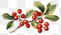 PNG Wintergreen cherry plant fruit