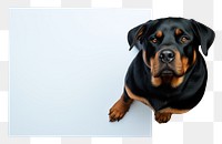 PNG Rottweiler rottweiler animal mammal. 