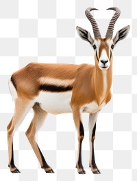 PNG  Antelope wildlife animal mammal. AI generated Image by rawpixel.
