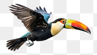 PNG Toucan animal bird beak