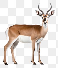 PNG Wildlife animal mammal portrait. AI generated Image by rawpixel.