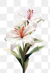 PNG Lily flower blossom plant white. 