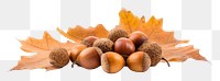 PNG  Dried acorns with leaves vegetable plant food. AI generated Image by rawpixel.