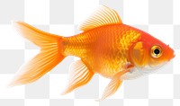 PNG Goldfish animal pomacentridae underwater. AI generated Image by rawpixel.