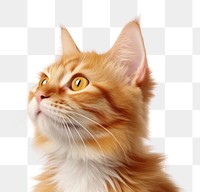 PNG Mammal animal kitten pet. AI generated Image by rawpixel.