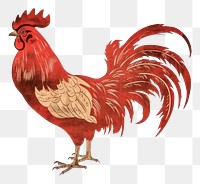 PNG Chinese rooster sign symbol chicken poultry. AI generated Image by rawpixel.