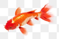 PNG Fish goldfish animal koi. 