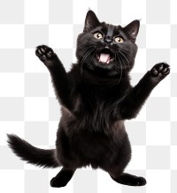 PNG Happy smiling dancing black cat mammal animal pet. AI generated Image by rawpixel.