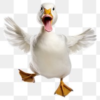 PNG Happy smiling dancing duck animal white bird