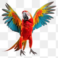 PNG Happy smiling dancing parrot animal bird white background. AI generated Image by rawpixel.