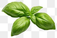 PNG  Basil plant herbs leaf. AI generated Image by rawpixel.
