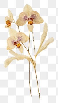 PNG Real Pressed a single minimal orchid Bouquet flower petal plant. AI generated Image by rawpixel.