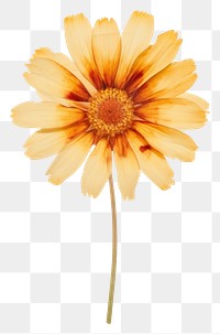 PNG Real Pressed a single Blanket Flowers flower petal plant. AI generated Image by rawpixel.