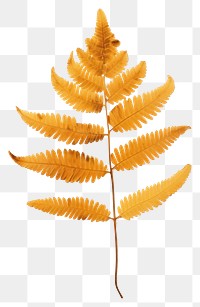 PNG Real Pressed a single autumn colorful Polypodium plant leaf fern. 