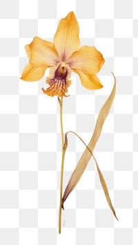 PNG Real Pressed a single Dendrobium orchid flower petal plant inflorescence. AI generated Image by rawpixel.