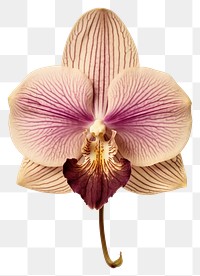 PNG Real Pressed a single moth orchid flower petal plant inflorescence. AI generated Image by rawpixel.