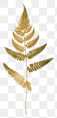 PNG Plant green leaf fern. AI generated Image by rawpixel.