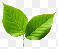 PNG  A mini beautiful leaf plant white background annonaceae. AI generated Image by rawpixel.