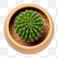 PNG  A mini cactus pot plant white background houseplant. AI generated Image by rawpixel.