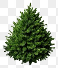 PNG A mini christmas tree plant fir white background. 