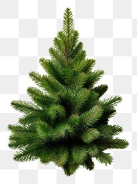 PNG A mini christmas tree plant fir  