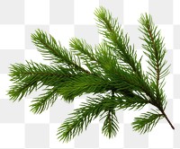PNG  A mini little pine branch backgrounds spruce plant