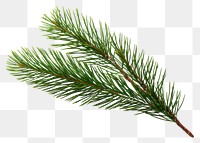 PNG  A mini little pine branch spruce plant tree