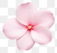 PNG  A mini petal flower plant white. AI generated Image by rawpixel.