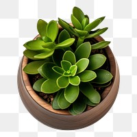 PNG  A mini plant pot leaf white background houseplant. AI generated Image by rawpixel.