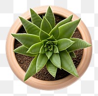 PNG  Plant aloe leaf houseplant. AI generated Image by rawpixel.