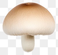 PNG  A mushroom fungus white background agaricaceae. AI generated Image by rawpixel.