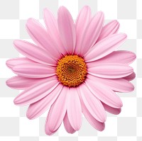 PNG  A pink mini daisy flower petal plant white. AI generated Image by rawpixel.