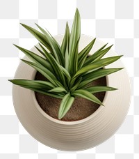 PNG  A pot plant leaf white background