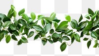 PNG  Green leaves backgrounds plant herbs. AI generated Image by rawpixel.