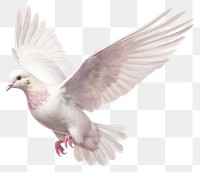 PNG Peace dove animal pigeon | Premium PNG - rawpixel