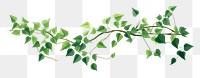 PNG Ivy plant leaf white background. AI generated Image by rawpixel.