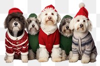 PNG Dog christmas sweater mammal. 