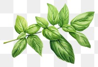 PNG Basil leaves plant herbs leaf. AI generated Image by rawpixel.