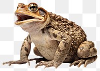 PNG  Amphibian wildlife reptile animal. AI generated Image by rawpixel.