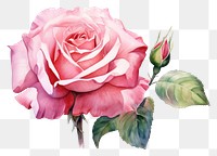 PNG  Rose flower plant white background. AI generated Image by rawpixel.